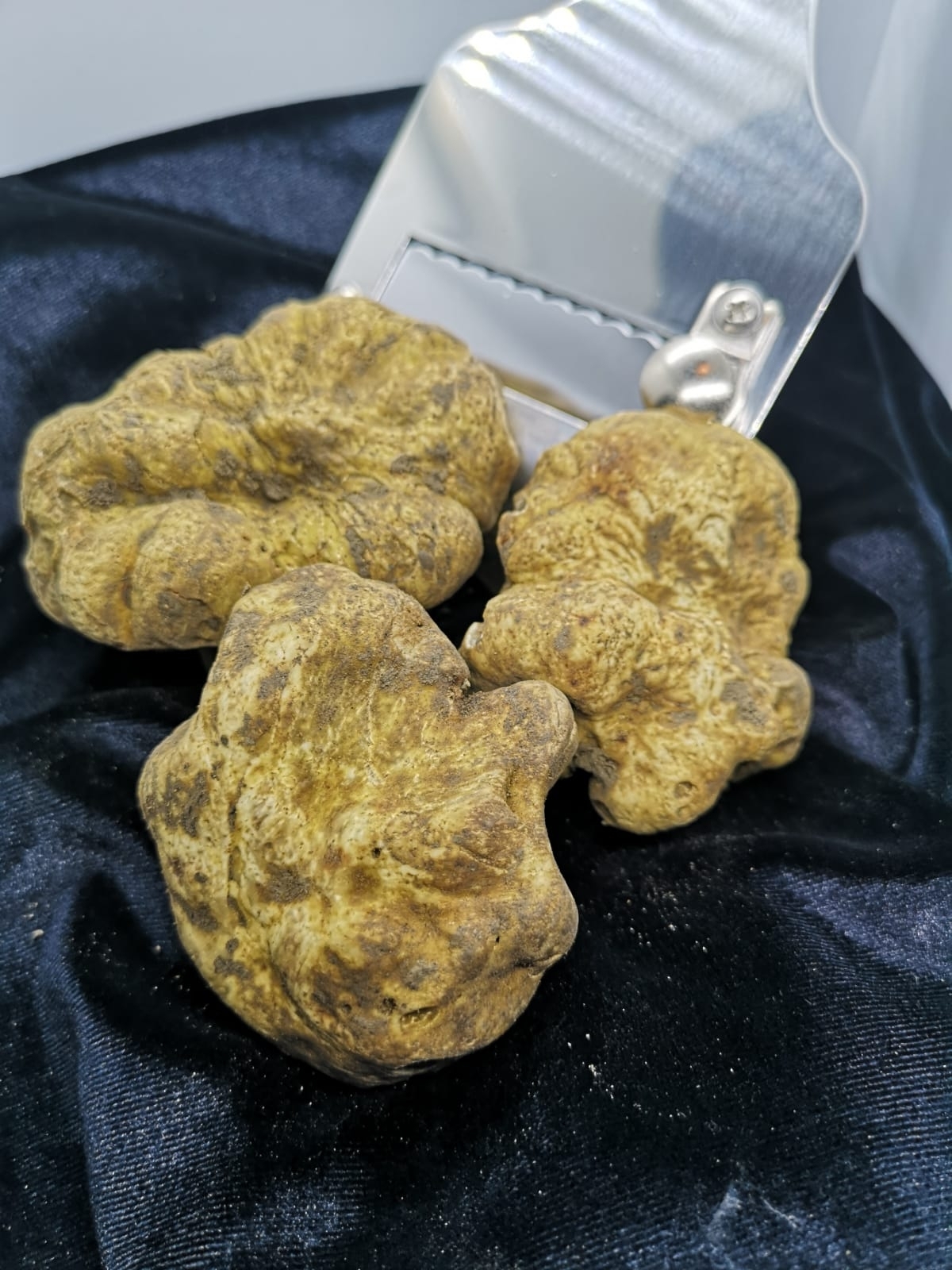 100 GR. TARTUFO BIANCO PREGIATO FRESCO EXTRA (Tuber Magnatum Pico)