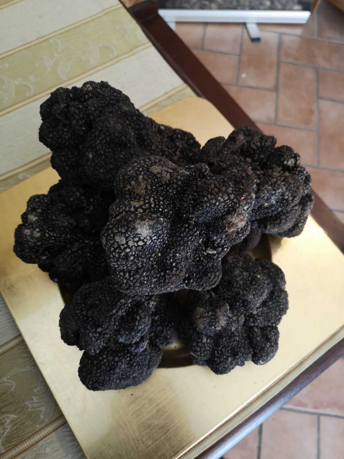 500 gr. TARTUFO NERO ESTIVO "SCORZONE" SCELTO (Tuber Aestivum VItt)