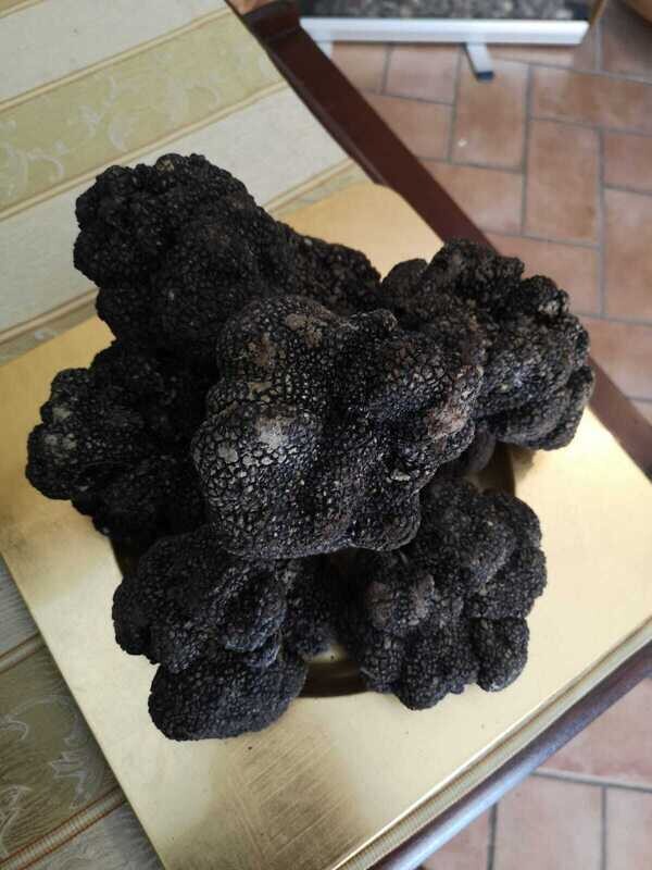 500 gr. TARTUFO NERO ESTIVO &quot;SCORZONE&quot; SCELTO (Tuber Aestivum VItt)