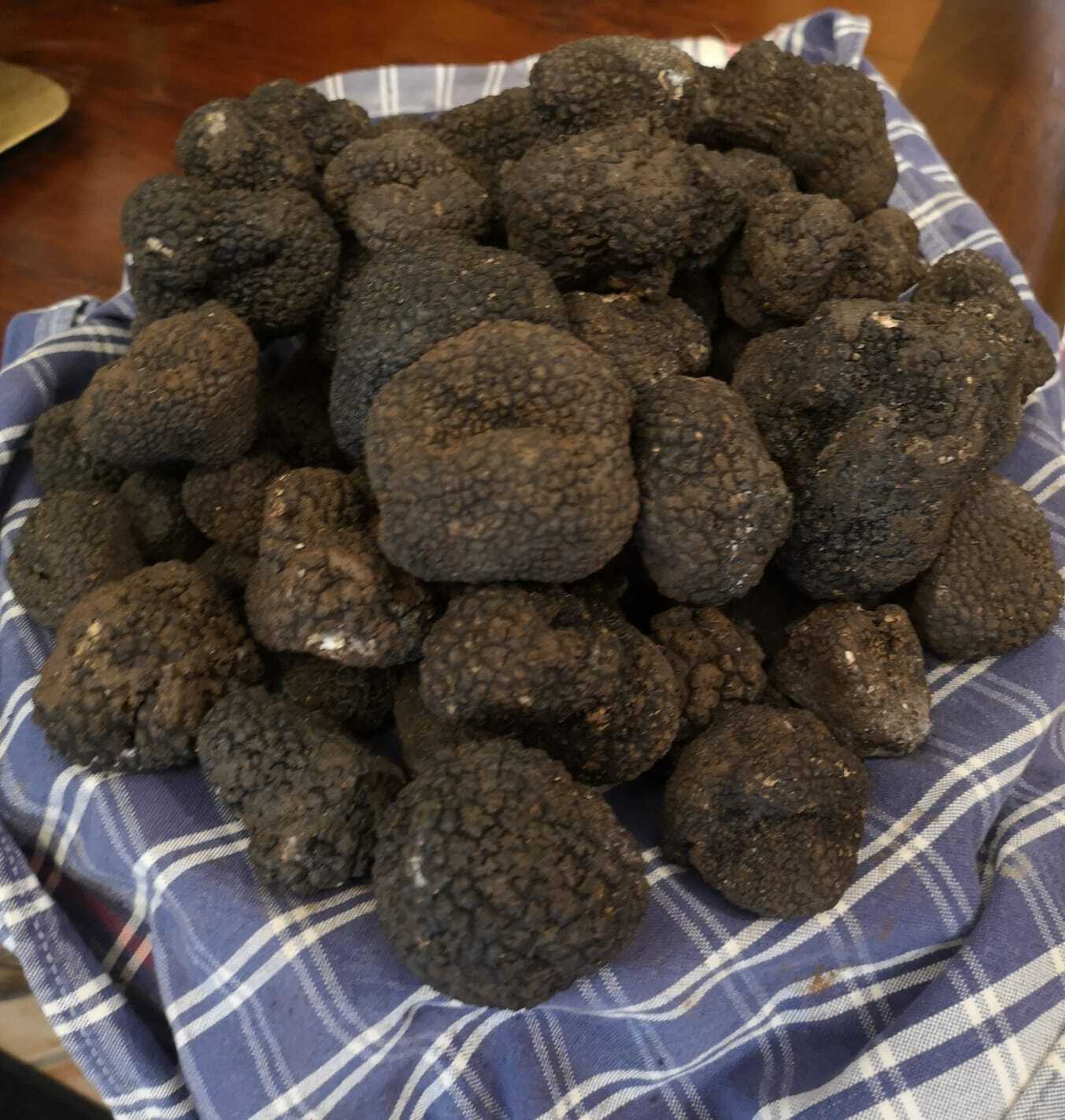 TARTUFO NERO UNCINATO  (Tuber Uncinatum VItt)