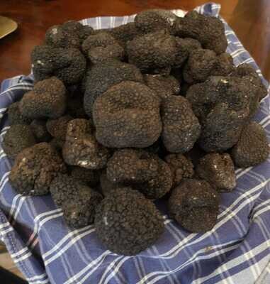 TARTUFO NERO UNCINATO  (Tuber Uncinatum VItt)