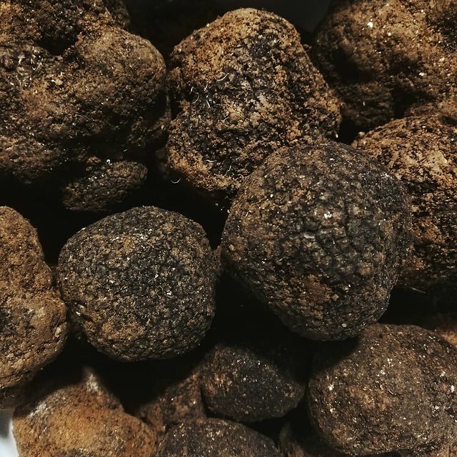 Tartufo Nero Pregiato SCELTO(Tuber Melanosporum Vitt)