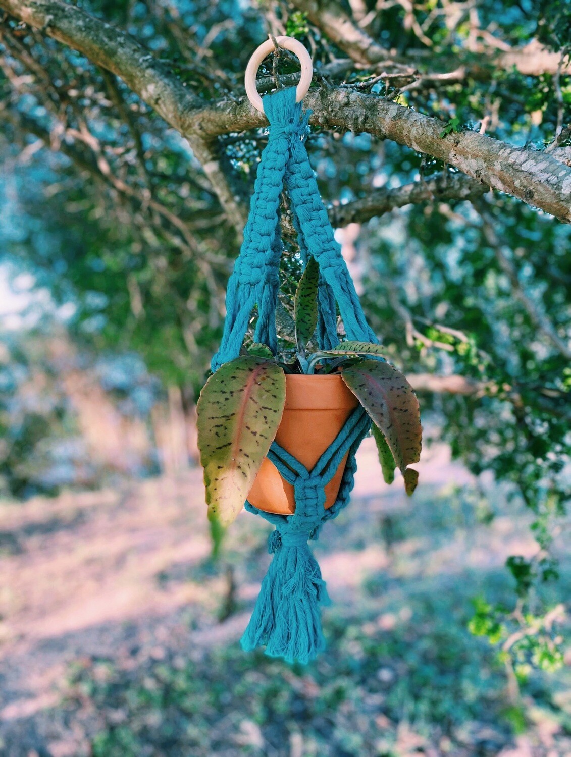 Color Planter