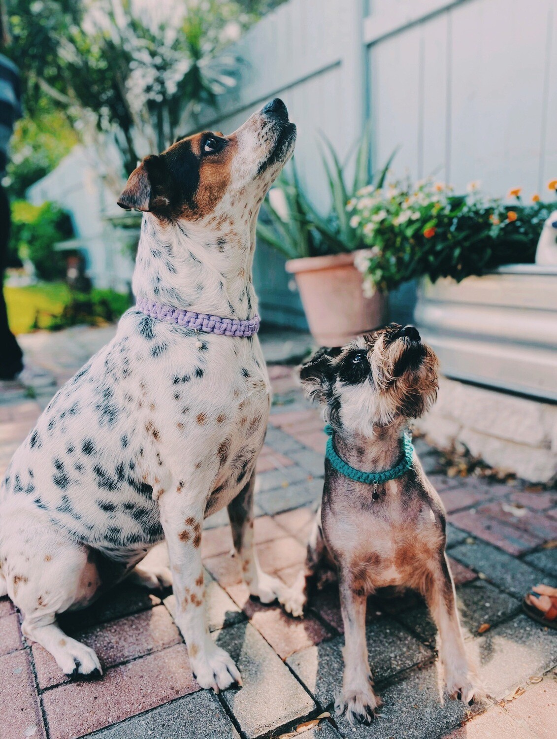 Furry Friend’s Collar