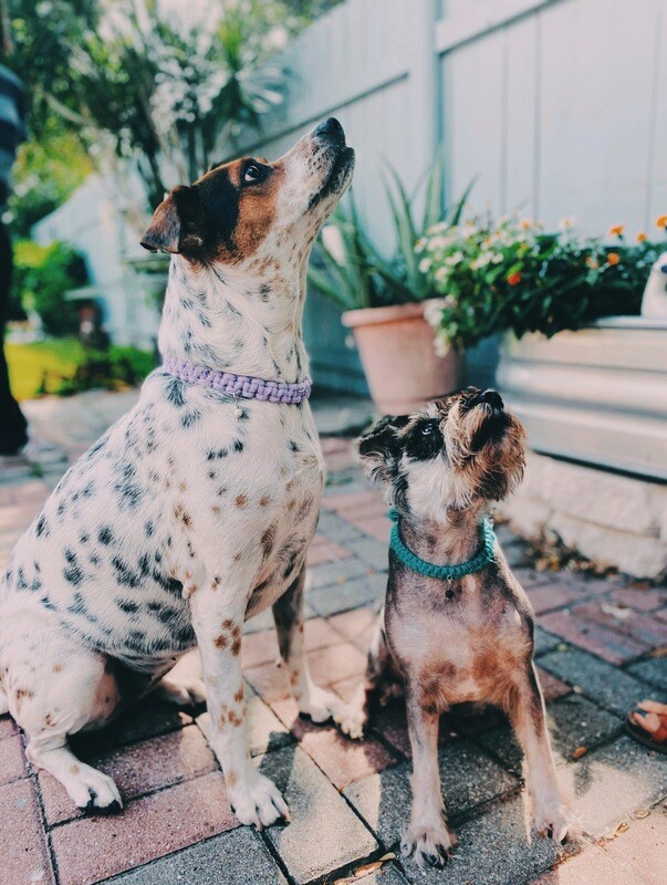 Furry Friend’s Collar