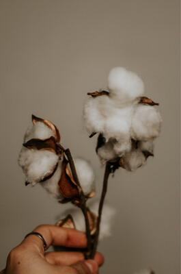 LILY LOVE COLLECTION