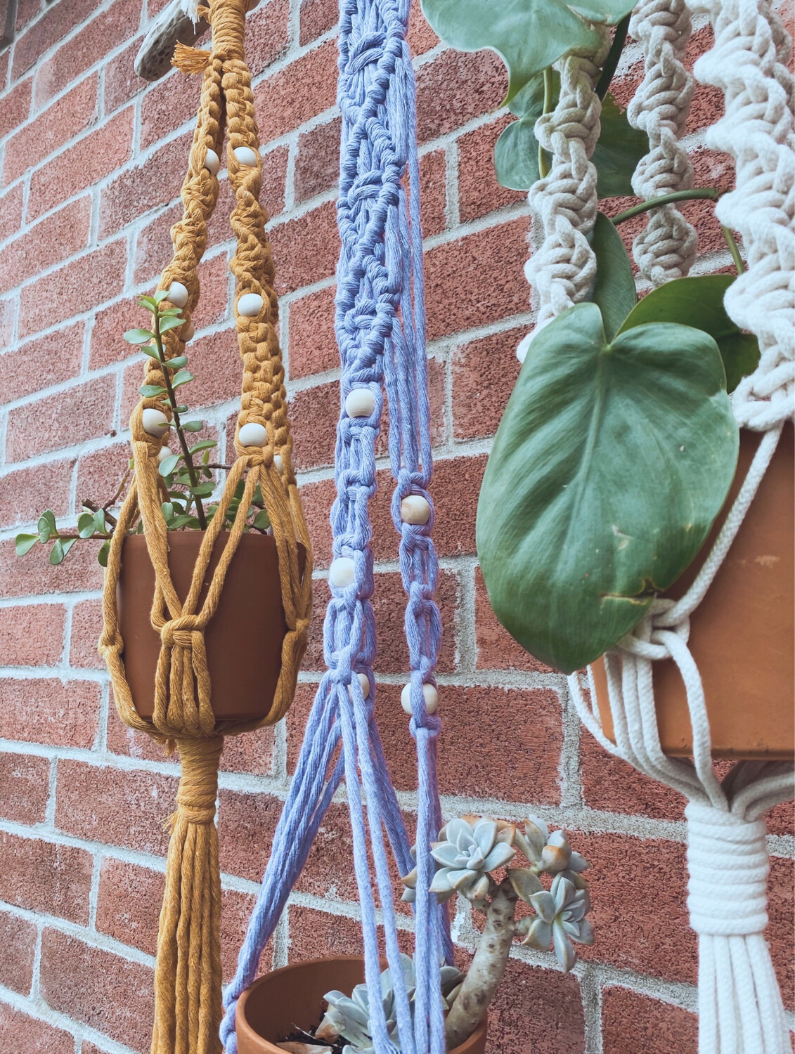 BBBabes Planter Collection