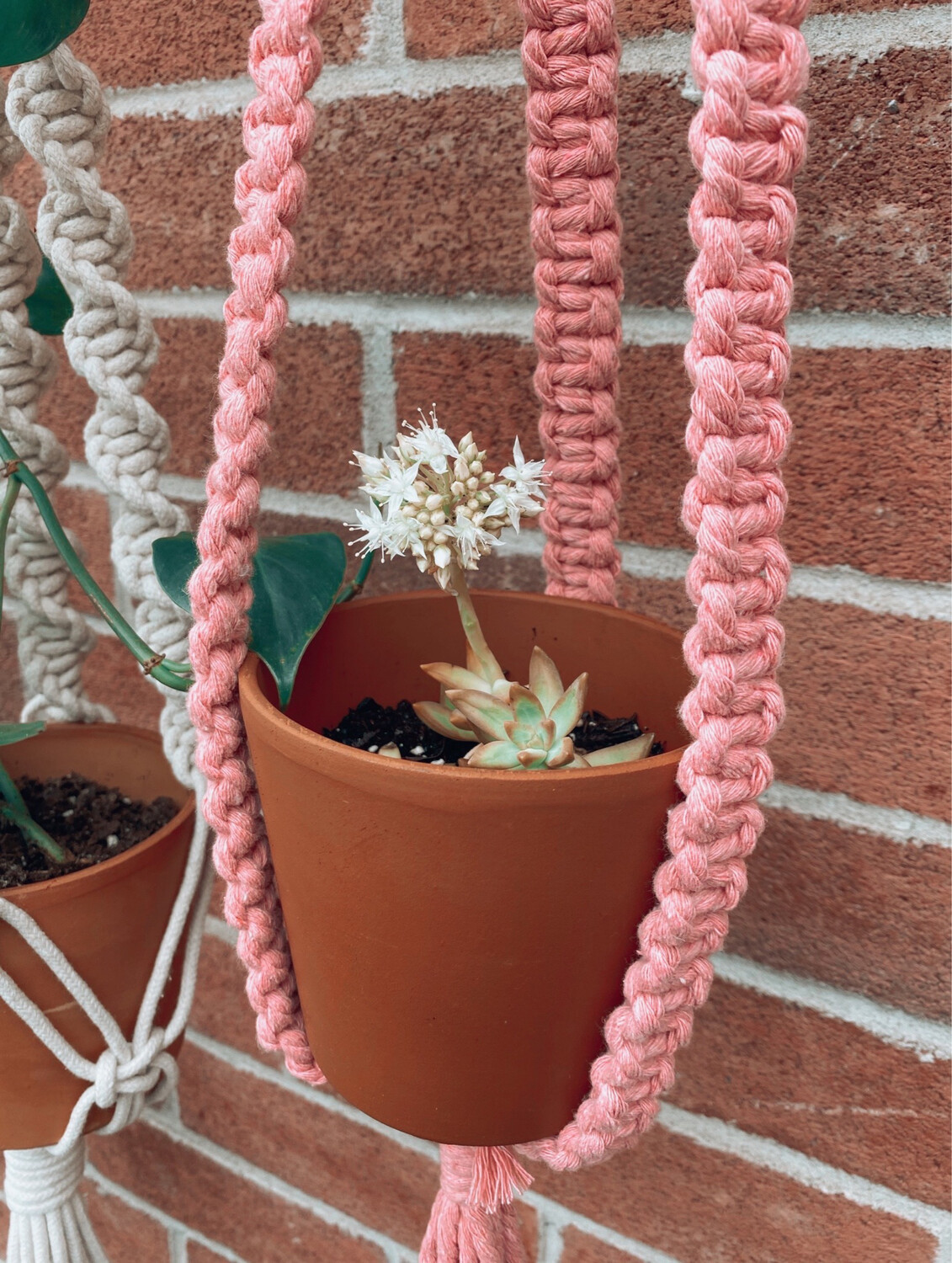 BBBabes Planter Collection