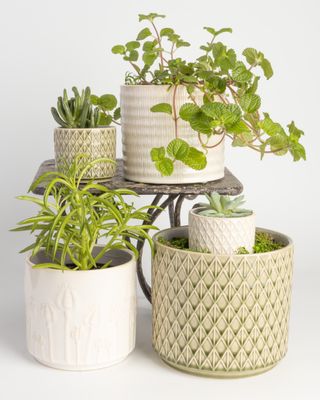 DÉCOR - NEUTRAL POTS