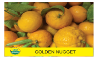 Golden Nugget