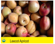 Leecot Apricot