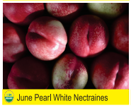 June Pearl White Nectarines