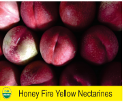 Honey Fire Yellow Nectarines