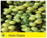 Green Grapes