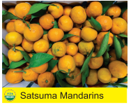 Satsuma Mandarins