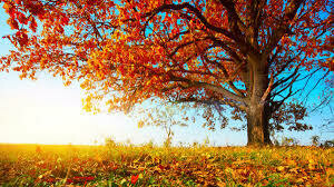 Fall Scents