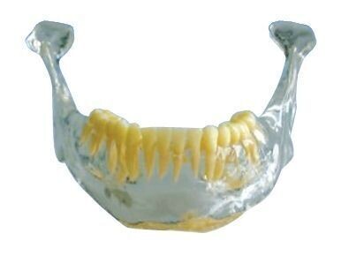 PREMIUM PLUS, (A-EV-FSM-2) CLEAR ANATOMICAL MANDIBLE LOWER
