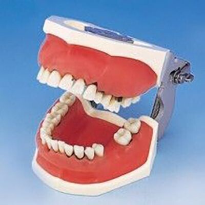 PREMIUM PLUS, (P15DP-TR.56C) PERIODONTIC SERIES MODEL