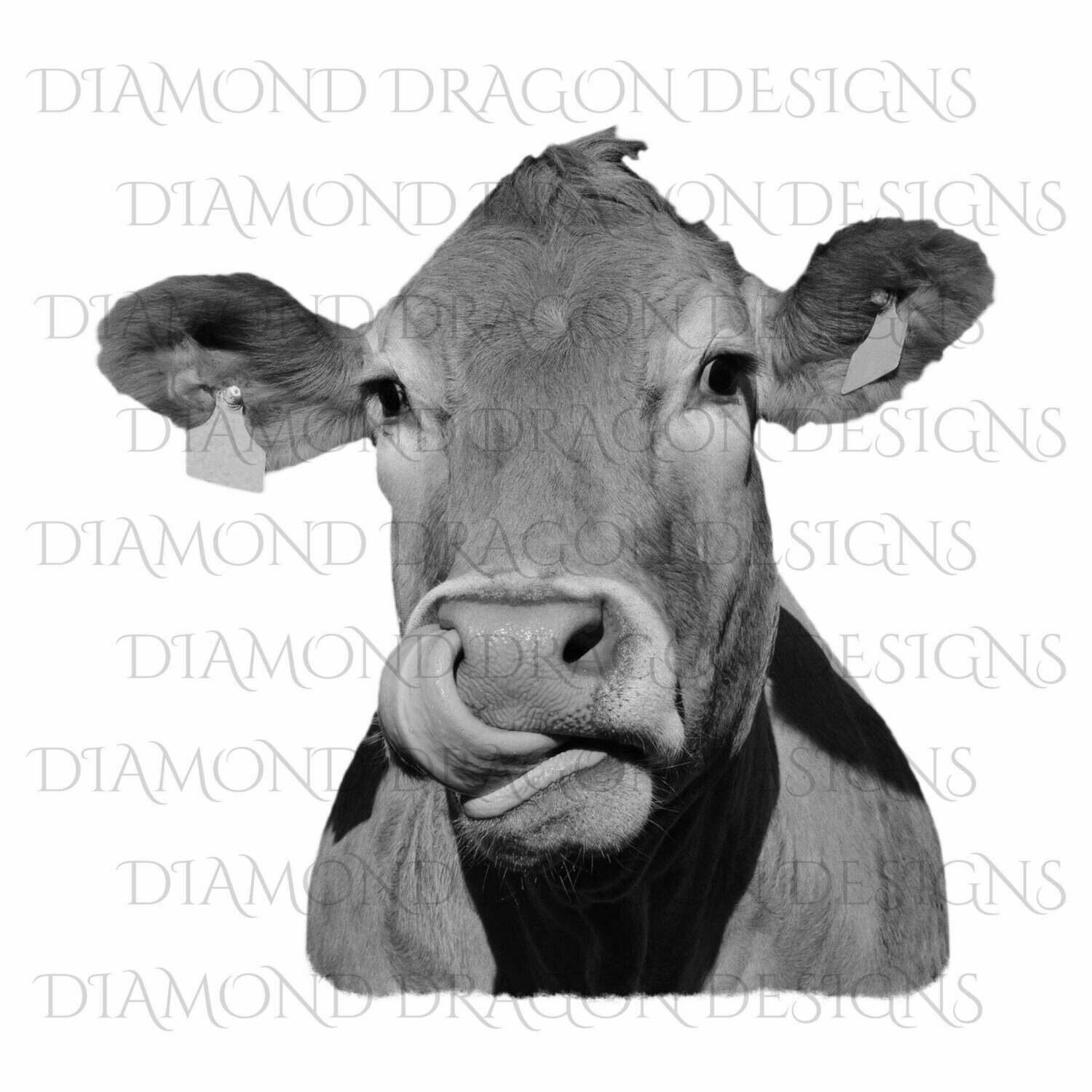 Cows - Heifer, Image, Cute Cow with Cow Lick, Cow Tongue Out, Heifer,Black & White, Digital Image