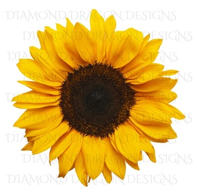 Sunflowers - Whole Real Sunflower 2, Digital Image