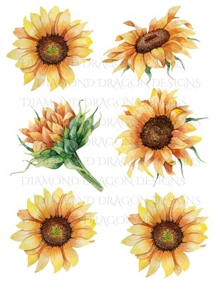 Sunflowers - Whole Sunflower, Watercolor Sunflowers, 6 Image Bundle, Waterslide