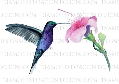Birds - Watercolor Humming Bird & Flower, Waterslide