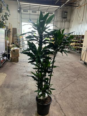 Dracaena 'Lind' Cane (Large)