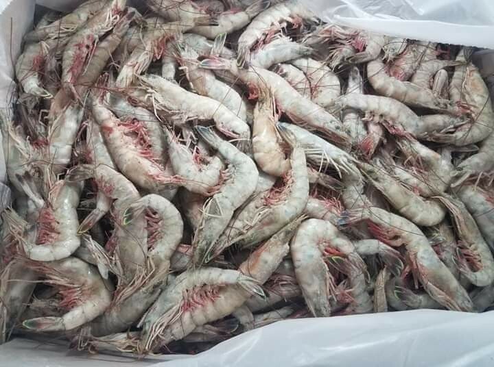 13/15 Head-on shrimp