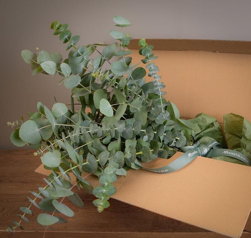 Scented Irish Eucalyptus Bouquet