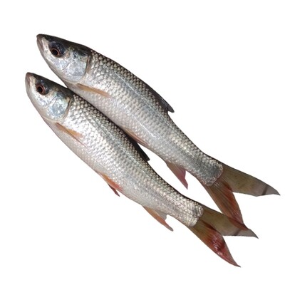 Charapona