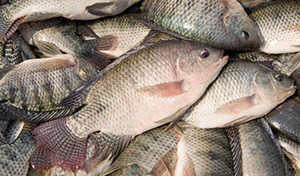 Telapia