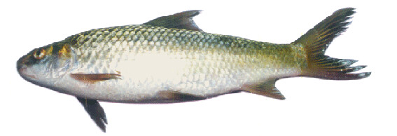 Bata