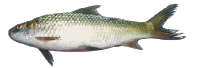 Bata