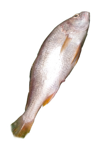 Bhola