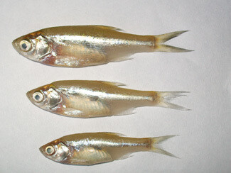 Mourola