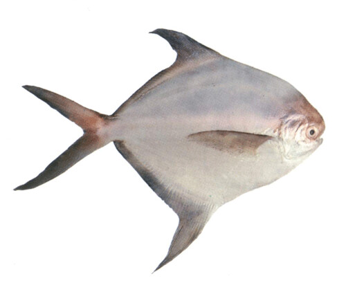 Pomplate