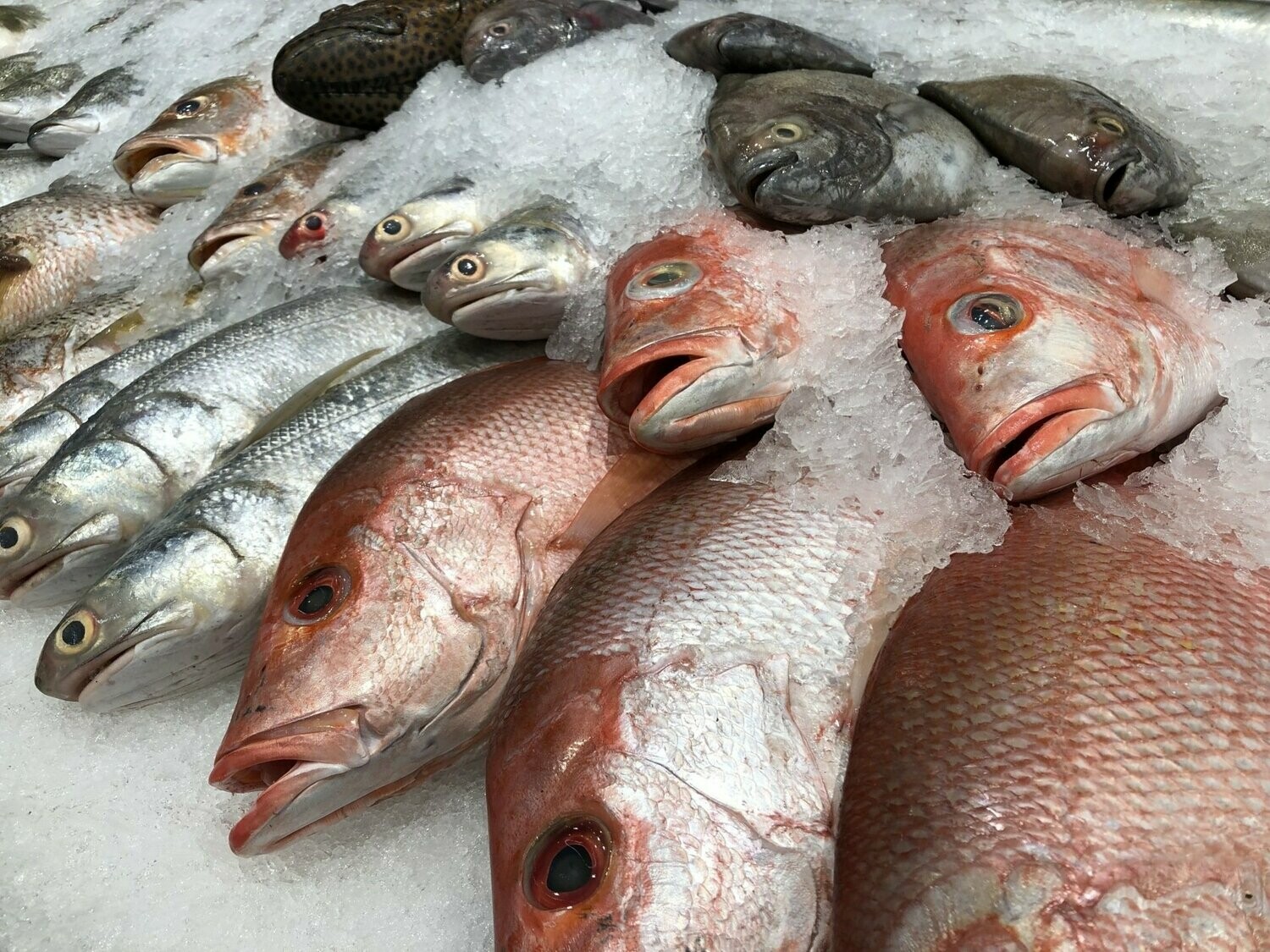 Tête De Dorade