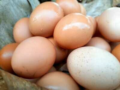 Oeufs Frais Locaux