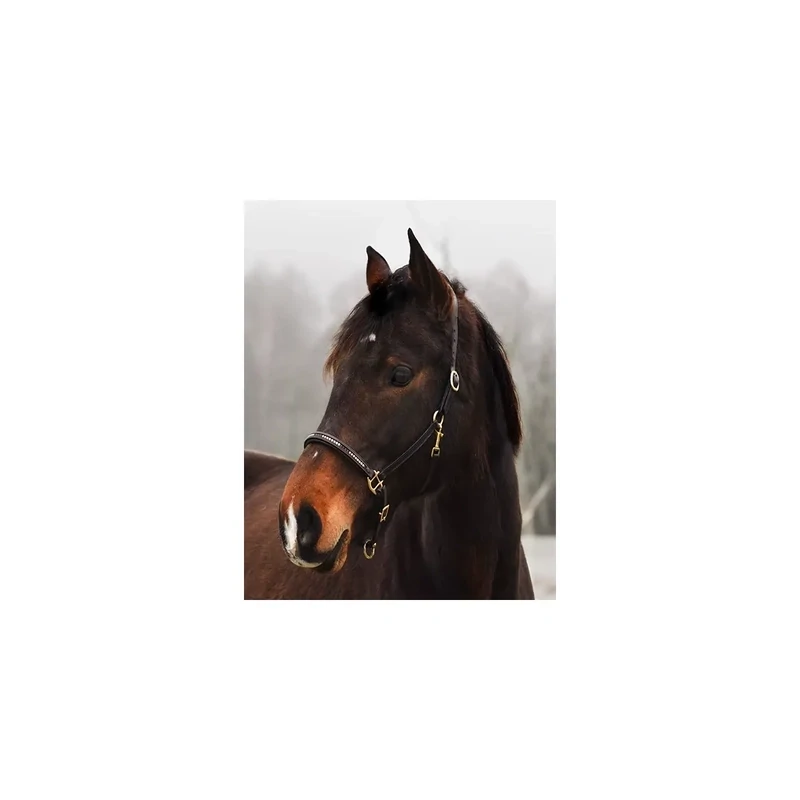 Lederhalfter "Noble Shine"