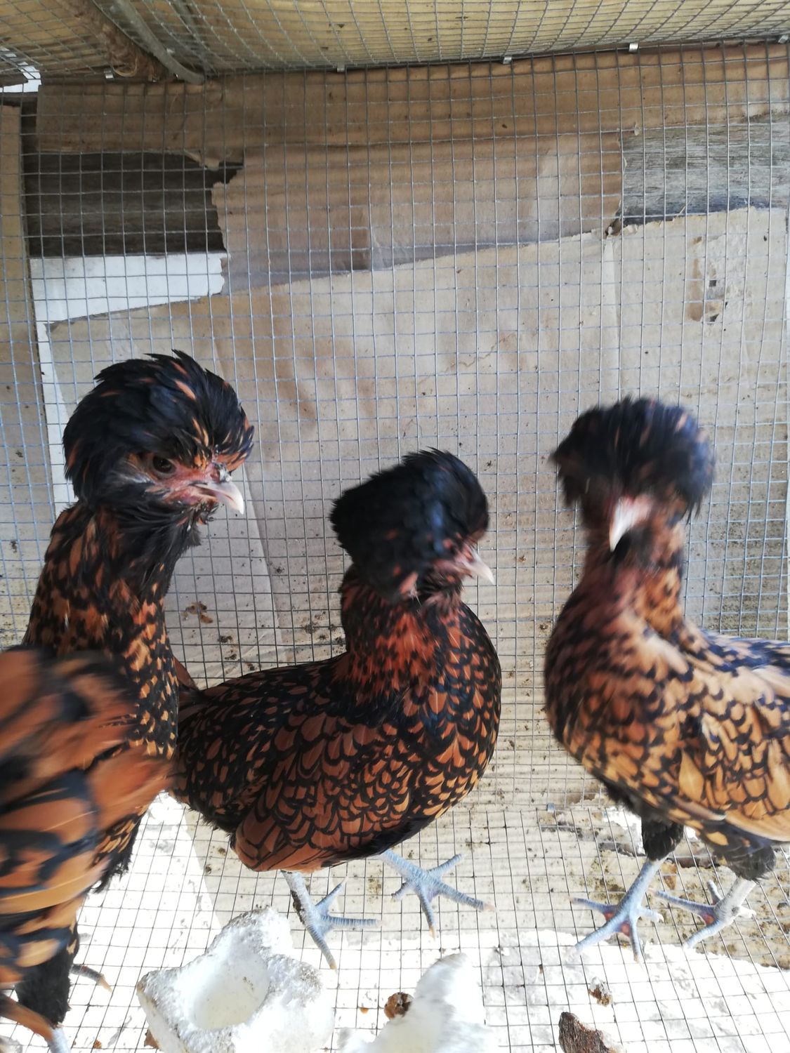 Gallina Padovana, bella ornamentale ciuffata e buona ovaiola