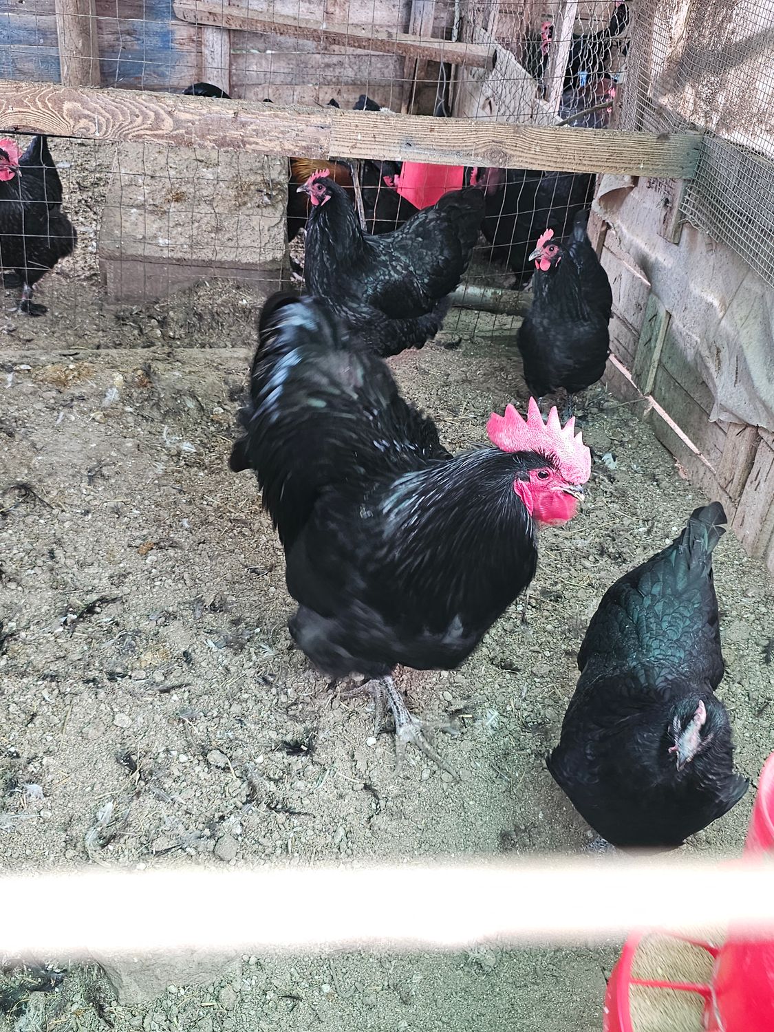 Australorp, la gallina ovaiola &quot;da record&quot;