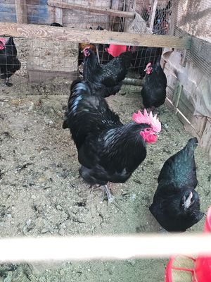 Australorp, la gallina ovaiola "da record"
