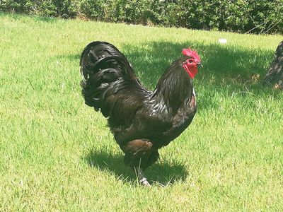 Croad Langshan: una tra le più antiche razze avicole originarie della Cina