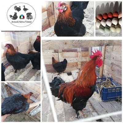 Marans, gallina ovaiola dalle "uova d'oro"