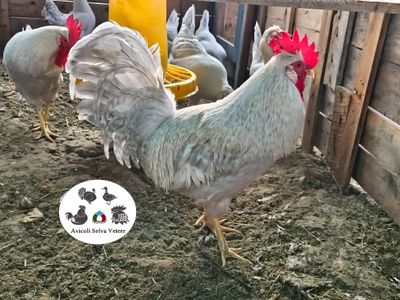 Legbar opale oppure Legbar grigio perla