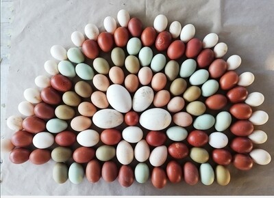 uova fertili
