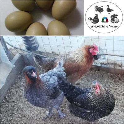 Olive Egger, gallina dalle uova "verde oliva" **********max 10 uova******** Olive Egger, gallina dalle uova "verde oliva" **********max 10 uova********