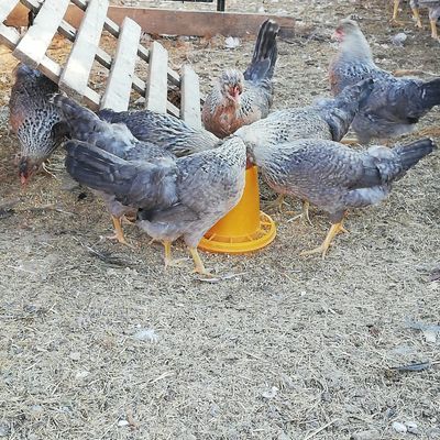 Legbar Crema, gallina ovaiola vivace che depone uova azzurre **********max 20 uova********