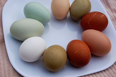 mix 25 uova colorate tutte in purezza mix 25 uova colorate tutte in purezza