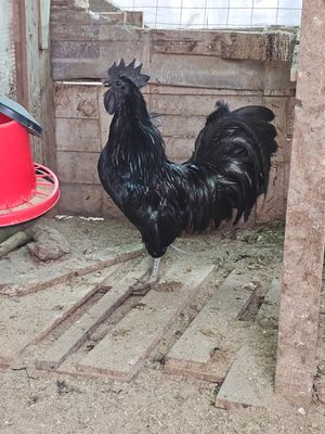 Cemani (la gallina tutta nera) **********max 10 uova******** Cemani (la gallina tutta nera) **********max 10 uova********
